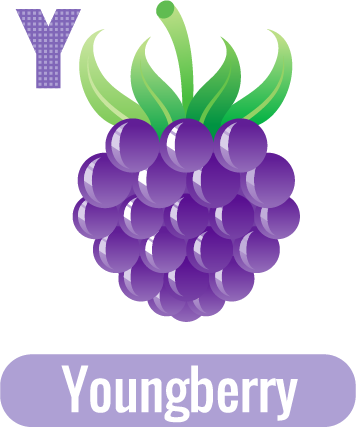 Y for Youngberry