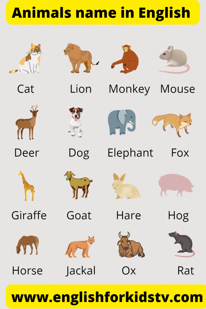 Animals Name In English