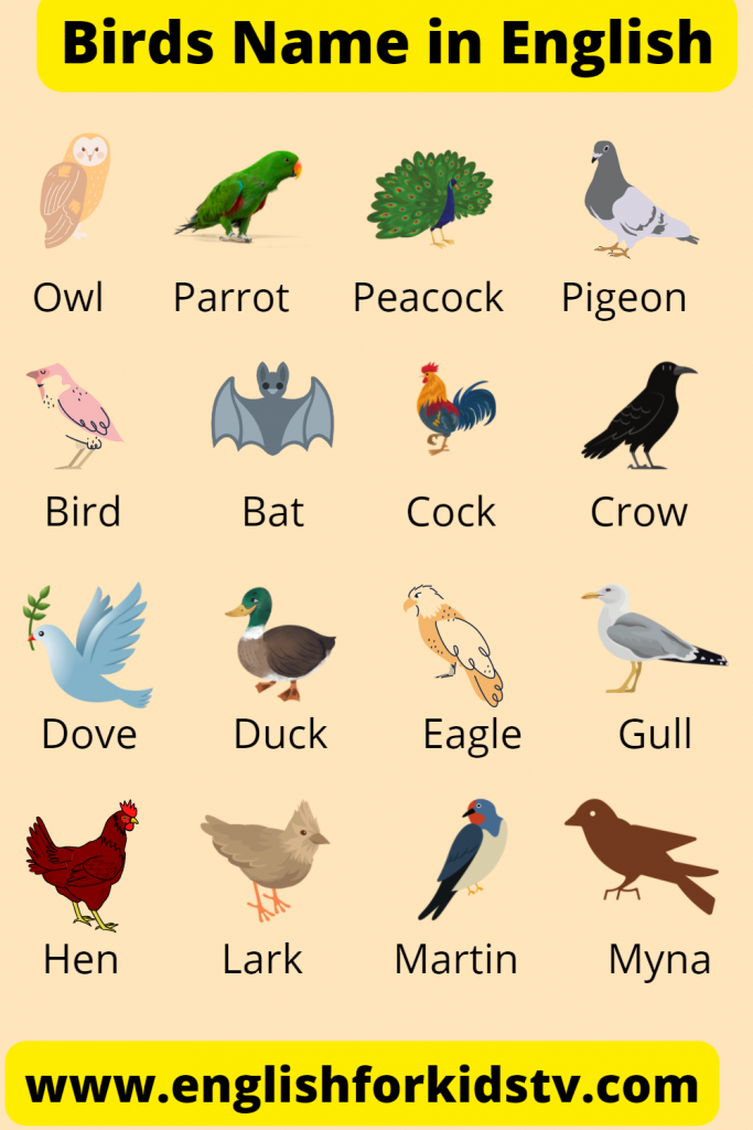 Bird Name in English