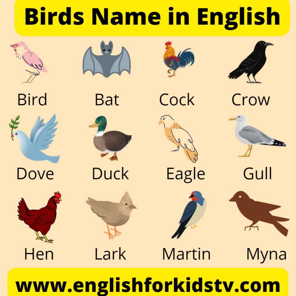 20-bird-name-list-with-pictures-pdf-english-grammar-pdf