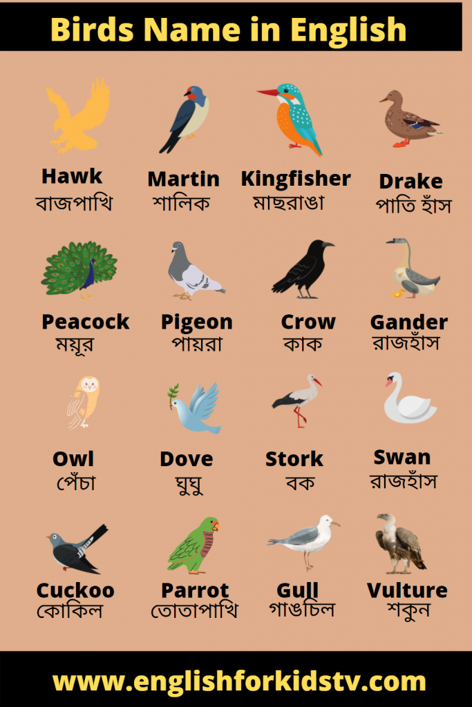 Birds name for kids