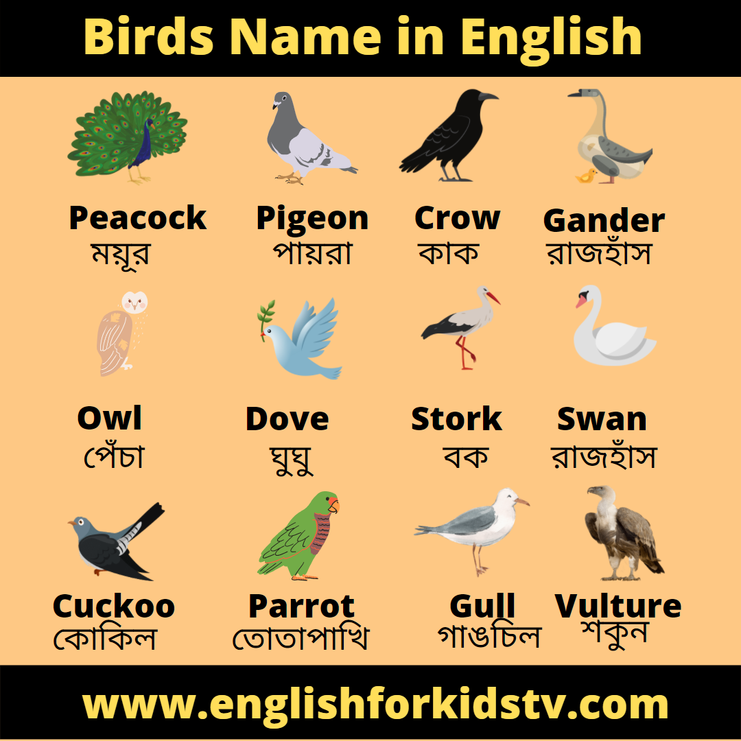 Birds name for kids