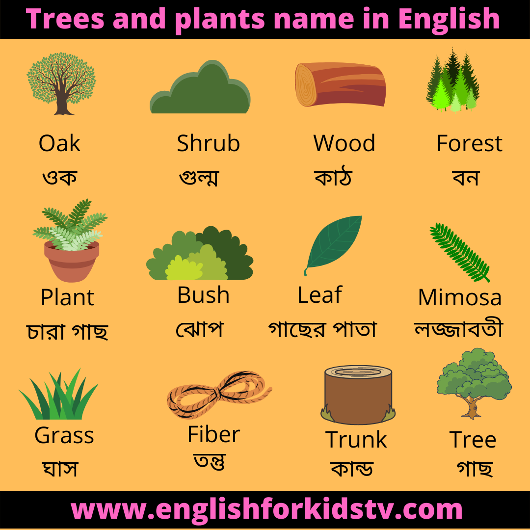 Tress and Plants name in English