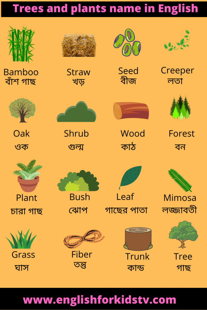 Tress and Plants name in English