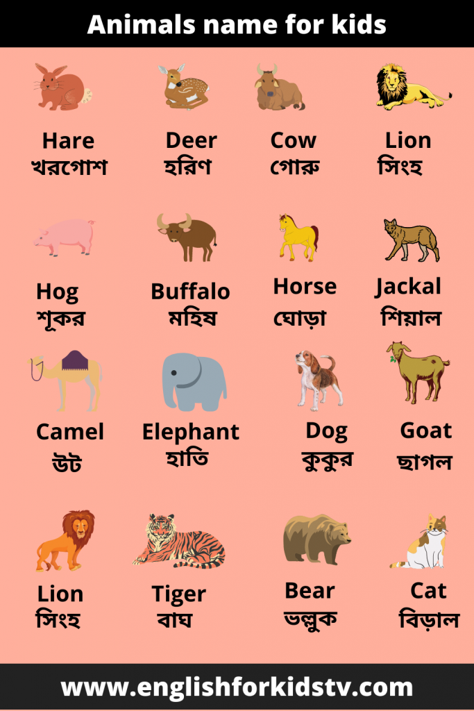 Animals and their babies name