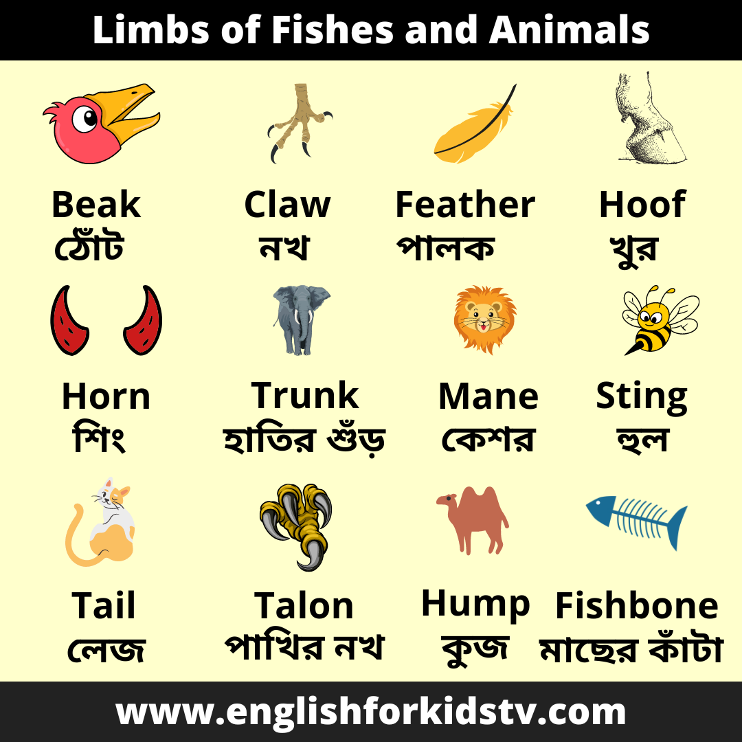 Limbs of Fishes and Animals